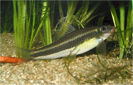 EPALZEORHYNCHUS KALLOPTERUS